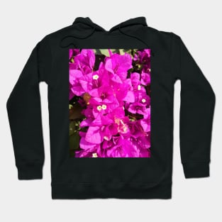 Purple bougainvilleas Hoodie